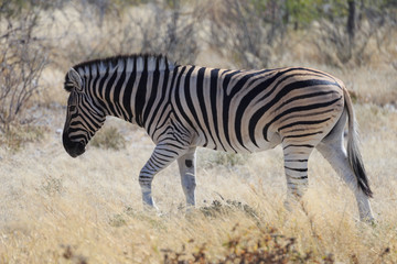 Fototapeta na wymiar Zebra at Etosha National Park, Namibia, Africa