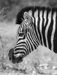 Fototapeta na wymiar Zebra at Etosha National Park, Namibia, Africa