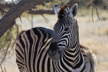 Fototapeta na wymiar White and black striped Zebra head closeup