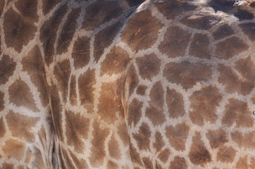 Beautiful giraffe skin pattern with brown marks on a beige background and space for text.