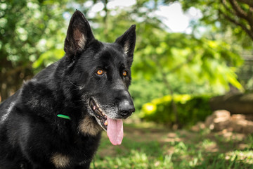 German Shepherd Jessie