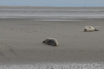 Phoques gris et veau marin à Berckes