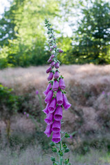 Purple foxglove in forest