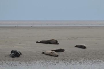 Phoques gris et veau marin à Berckes