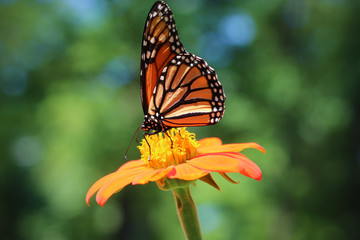 Spring Butterfly 
