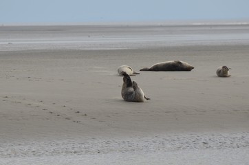 Phoques gris et veau marin à Berckes