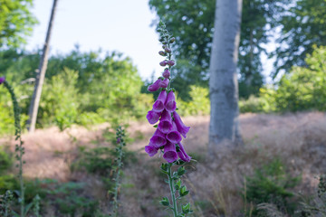 Fototapete bei efototapeten.de bestellen   