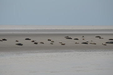 Phoques gris et veau marin à Berckes