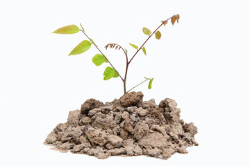 Top leaf in soil on white background