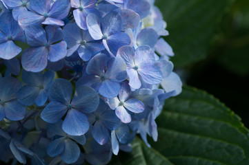 紫陽花　青