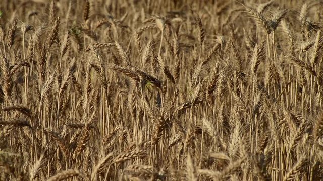 Wheat field in the middle of the summer by the wind