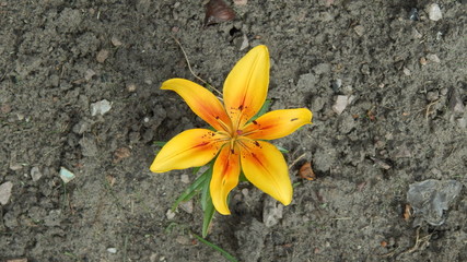 Lily flower.Summer