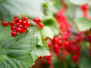 ripe red currant