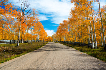 Forest of  bright yellow aspen trees and fence in the fall