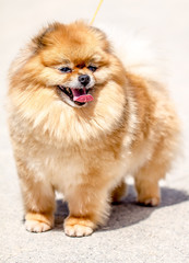 Dog Pomeranian Spitz