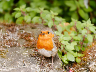 A curious little red robin (Erithacus rubecula) perched on a rock. Scotland, UK
