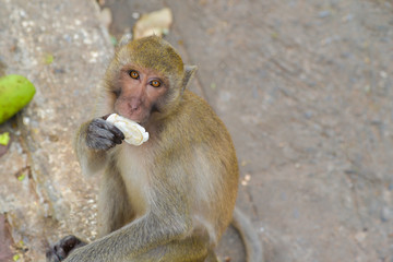 Thai monkey. monkey  in Southeast Asia. Long-Tailed Macaques.