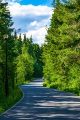 Summer forest landscape. A walking track in the coniferous forest lit by the rays of the sun
