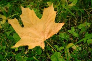 Yellow leaf on the grass