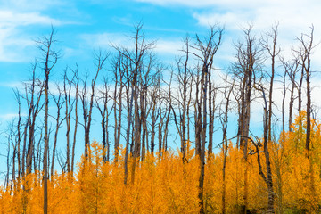Grove of bright yellow aspen trees in the fall after a fire