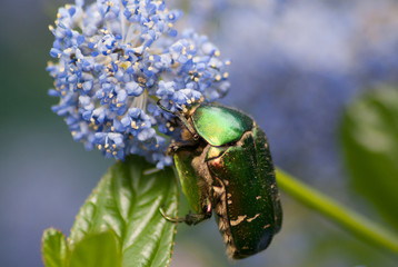 cétoine d'orée dans les ceanothes