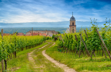 Rural farm track through a summer vineyard