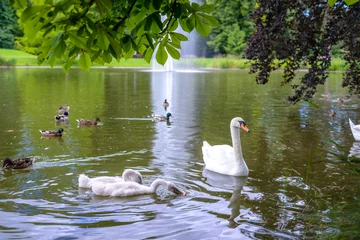 Door stickers Swan Flock of white mute swans and ducks