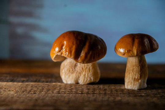 Cep mushrooms on a white background