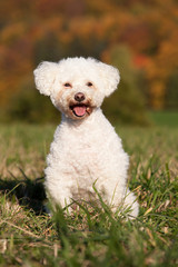 Portrait of nice bichon