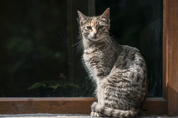 Gray tabby street cat on glass window background