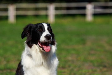 dog breed Border Collie