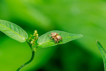 close up macro a little yellow jumping spider stays on green leafs