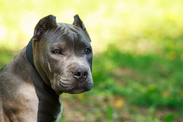 Blue American staffordshire terrier