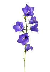 Blue bell Flowers isolated on white background. Beautiful violet bell flowers on white background.