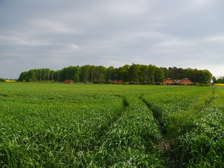 Pole z widokiem na las