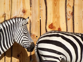 Zwei Zebras in Reihe