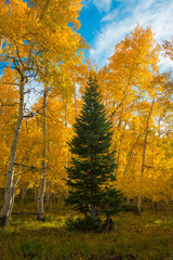 Fototapeta premium Grove of bright yellow aspen trees in the fall