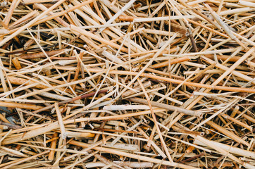 Dry yellow straw grass background texture after havest.