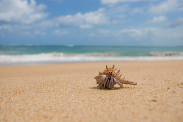 Hermit Crab running on the brown sand beach with little wave background	