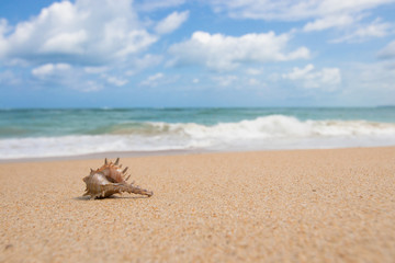 Hermit Crab