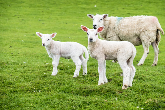 Sweet lambs dwelling in the green beautiful Scottish field