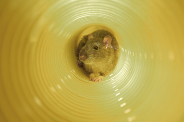 Ratte sitzt in einem Rohr