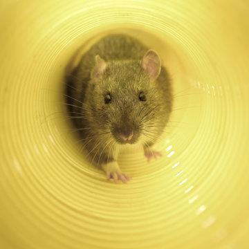 Braune Ratte im Wasserrohr