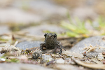 froglet
