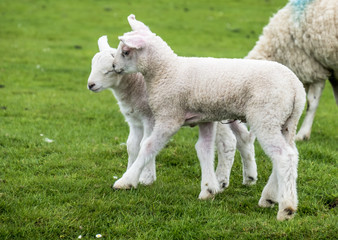 Naklejka na ściany i meble Sweet lambs dwelling in the green beautiful Scottish field