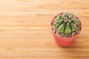 Cactus in the pot.