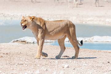 African lioness showing her teeth