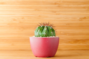 Cactus in the pot.