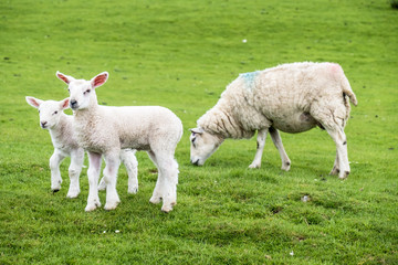 Obraz premium Sweet lambs dwelling in the green beautiful Scottish field
