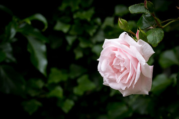 Pale pink rose against blurred dark green background, horizontal